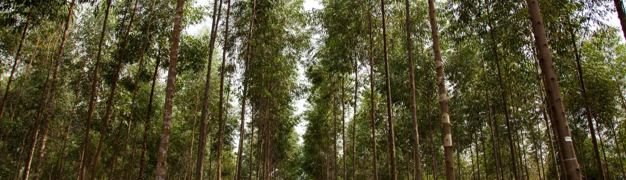 Forest canopy